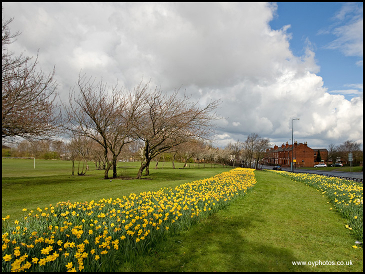 Daffs - Goose Green